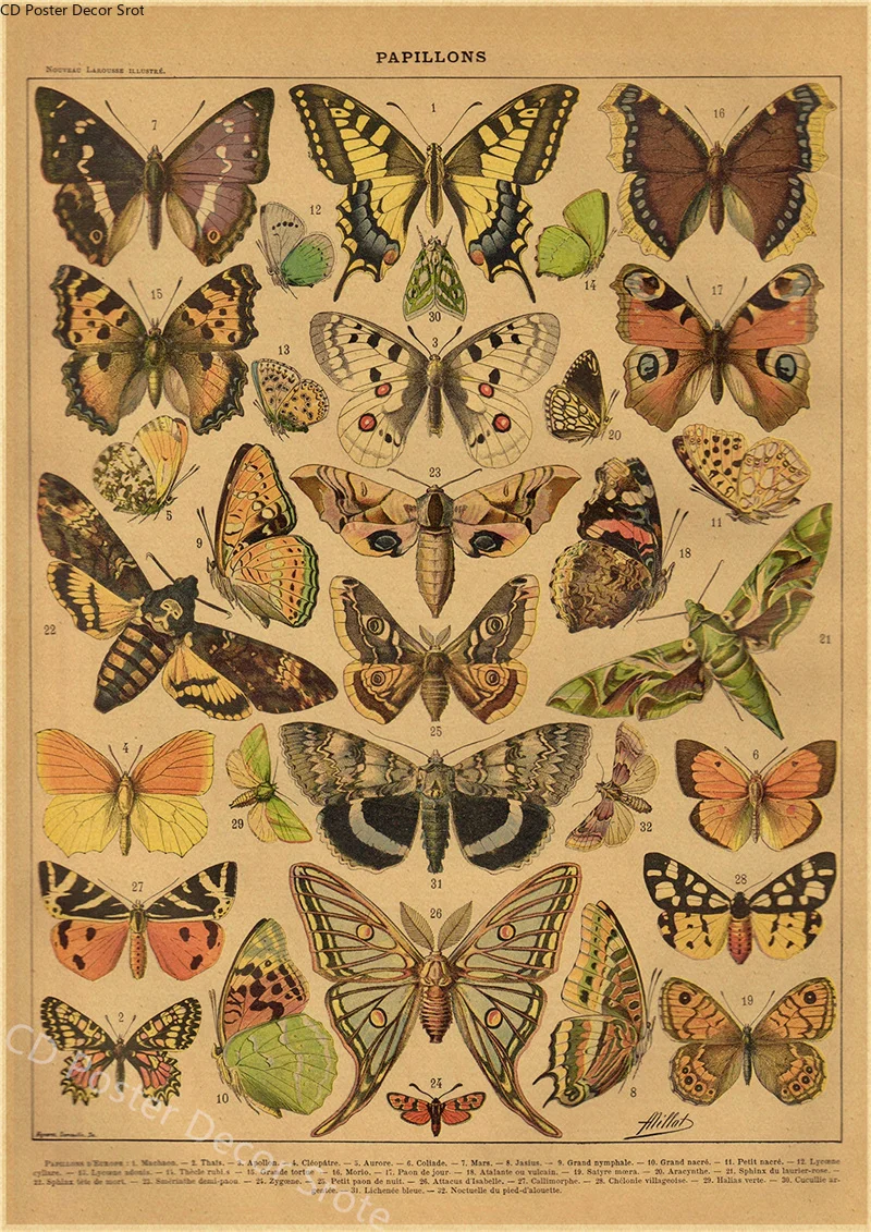 Butterfly Insect Flower Mushro - Home Cinema Wall Art review and price
