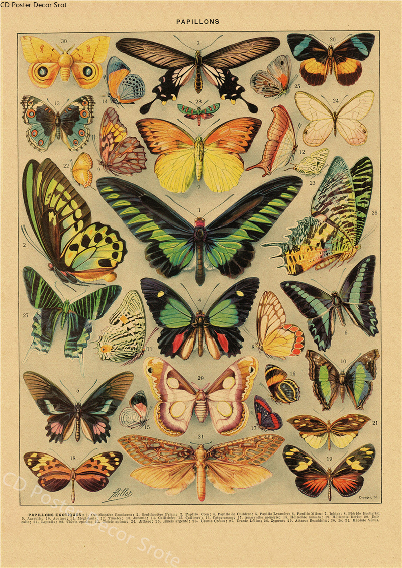Butterfly Insect Flower Mushro - Home Cinema Wall Art review and price